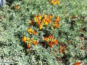 Lotus berthelotii - blossom